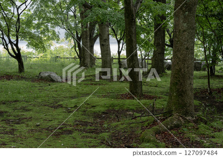 雨湖邊的草木 雨湖邊的草木 127097484