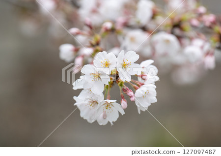 春天,櫻花盛開 春天,櫻花盛開 127097487