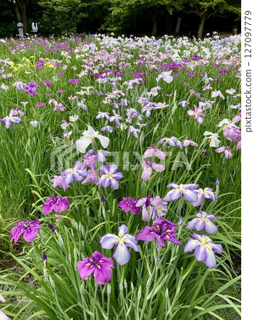 神奈川縣相模原公園盛開的鳶尾花 127097779