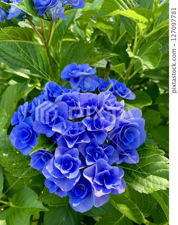 Colorful blue hydrangea 127097781