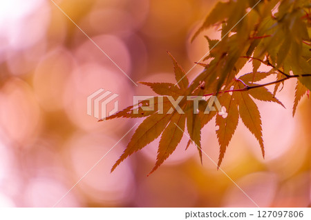 Maple leaves illuminated by soft light Maple leaves illuminated by soft light 127097806
