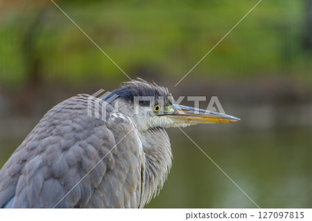 Profile of a Grey Heron Standing by the Lake 127097815