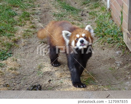 Looking up, Red Panda, Cute and cunning 127097835