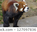 小熊貓 127097836