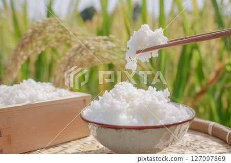 秋季新收割的稻米和剛煮好的米飯。白米和稻穗 127097869