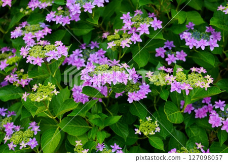 hydrangea flower hydrangea flower 127098057
