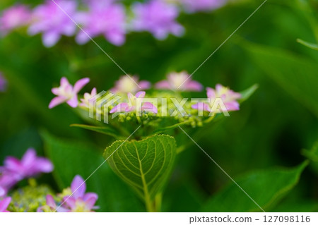 hydrangea flower hydrangea flower 127098116