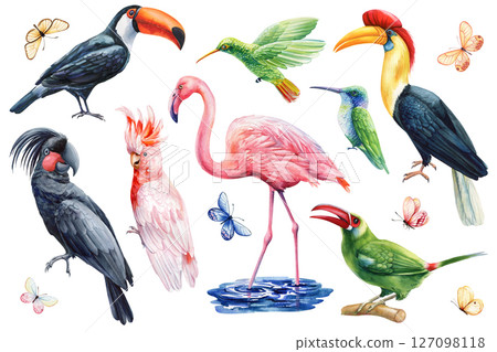 Watercolor tropical birds set. Flamingo, toucan, cockatoo, hornbill, hummingbird, parrot, butterflies exotic animals illustration 127098118