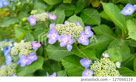 繡球花 1 繡球花 1 127098119