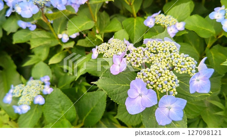 繡球花3 繡球花3 127098121