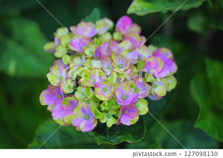 hydrangea flower hydrangea flower 127098130