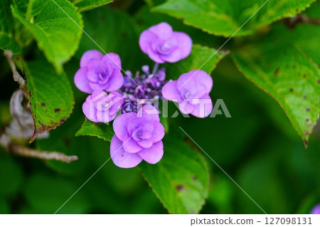 hydrangea flower hydrangea flower 127098131