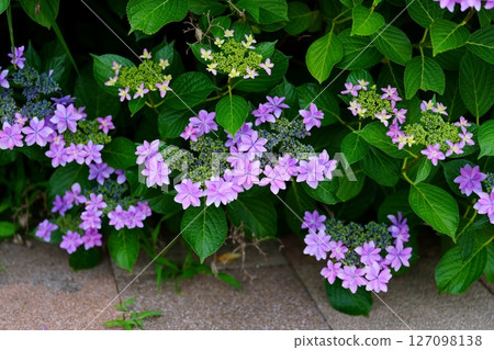 hydrangea flower hydrangea flower 127098138