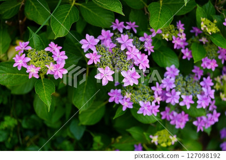 hydrangea flower 127098192