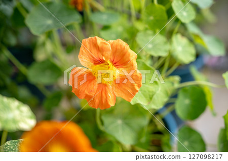 The bright orange color of the golden lotus flower and the green leaves of the lotus flower are bursting forth, giving off a refreshing breath of fresh air in a flower garden under natural light. 127098217