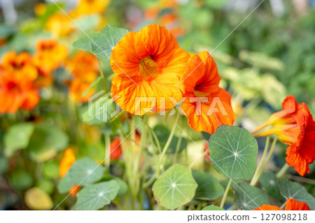 金蓮花鮮豔的橙色與碧綠的荷葉爭艷綻放，在自然光線下的花園中散發出清新的氣息。 127098218