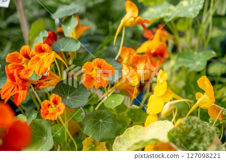 金蓮花鮮豔的橙色與碧綠的荷葉爭艷綻放,在自然光線下的花園中散發出清新的氣息。 金蓮花鮮豔的橙色與碧綠的荷葉爭艷綻放,在自然光線下的花園中散發出清新的氣息。 127098221