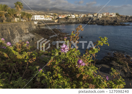 Views of the picturesque Alcala village with traditional architecture houses, small tranquil cove with beach and pier. Pink flowers in foreground, selective focus. Tenerife, Canary Islands, Spain 127098240