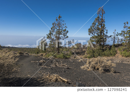 Winter view on volcano Pico del Teide with snow spots from hiking trail Samara. Mountains and lava fields with pine tree forest, blue sky. El Teide National Park, Tenerife, Canary Islands, Spain 127098241