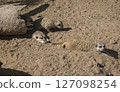 Group of meerkat or suricates, Suricata suricatta lying on sand in front of wooden log nest. 127098254