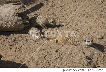 Group of meerkat or suricates, Suricata suricatta lying on sand in front of wooden log nest. Group of meerkat or suricates, Suricata suricatta lying on sand in front of wooden log nest. 127098254