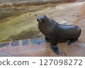 Close up pregnant female sea lion out of the water, enjoying the sun after bath 127098272