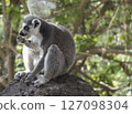 Close up of Ring Tailed Lemur, Lemur catta eating fruit, sitting on the rock. Selective focus, green tree background 127098304