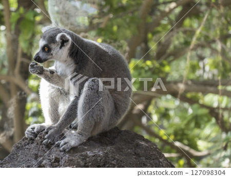 Close up of Ring Tailed Lemur, Lemur catta eating fruit, sitting on the rock. Selective focus, green tree background Close up of Ring Tailed Lemur, Lemur catta eating fruit, sitting on the rock. Selective focus, green tree background 127098304
