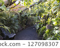Path through a lush tropical botanical garden on Tenerife Canary Islands with various orchids, ferns and palm trees. 127098307