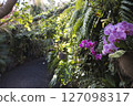 Path through a lush tropical botanical garden on Tenerife Canary Islands with various orchids, ferns and palm trees. 127098317