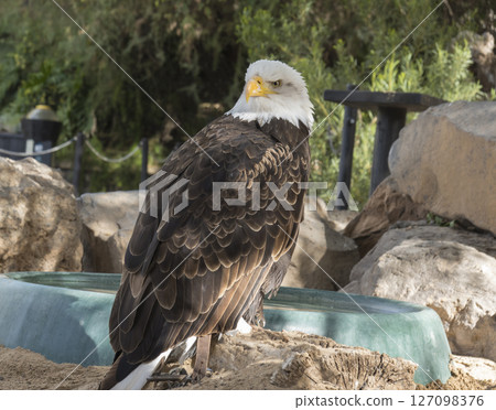 The portrait of Stellers bald eagle in captivity. Haliaeetus leucocephalus brown bird of prey found in North America has white head and tail and large hooked yellow beak The portrait of Stellers bald eagle in captivity. Haliaeetus leucocephalus brown bird of prey found in North America has white head and tail and large hooked yellow beak 127098376