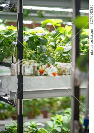 Indoor greenhouse with lighting supports year round strawberry cultivation. Microclimate preparation 127098523