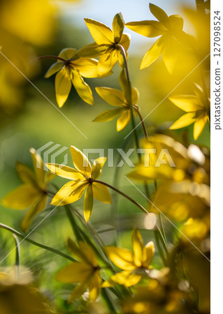 Tulip sylvestris blooming on spring day. Bright yellow wild tulips in full blossom in meadow.  127098524