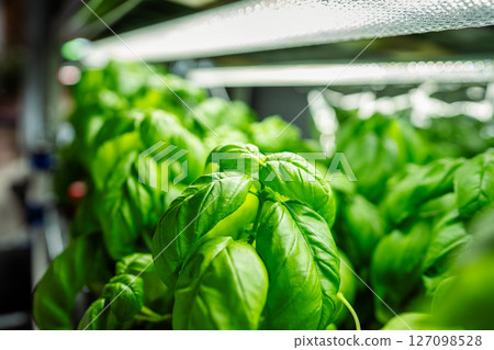 In greenhouse rows of Genovese Basil juicy green leaves germinate under phytolamps. Plant business 127098528