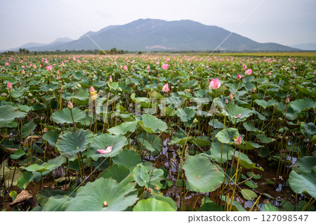 Lotus cultivation in Vietnam flowers leaves used for tea production against mountain view Lotus cultivation in Vietnam flowers leaves used for tea production against mountain view 127098547