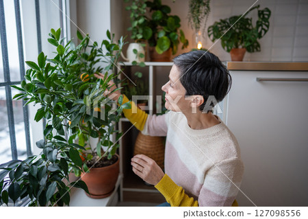 Mature woman touching clementine bush with ripe fruits, tending citrus tree indoors at home Mature woman touching clementine bush with ripe fruits, tending citrus tree indoors at home 127098556