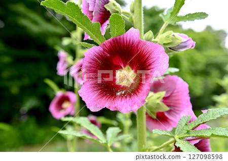 蜀葵 蜀葵 127098598