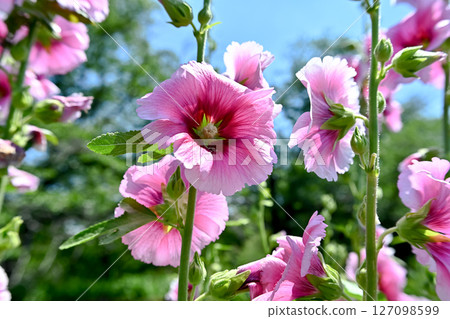蜀葵 蜀葵 127098599