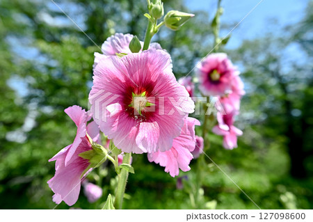 蜀葵 蜀葵 127098600