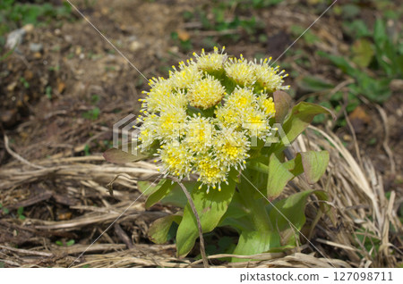 開花的白屈菜芽 開花的白屈菜芽 127098711