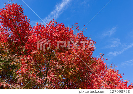 Bright red Japanese maple tree in autumn with vivid foliage against a clear blue sky 127098738