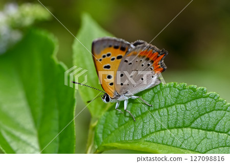 Bennisimi Bennisimi 127098816