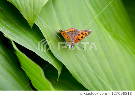 Bennisimi Bennisimi 127098818