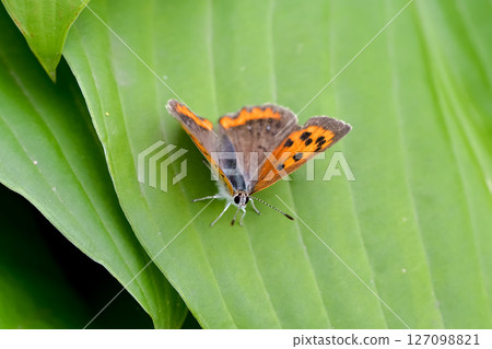 Lycaena phlaeas 127098821
