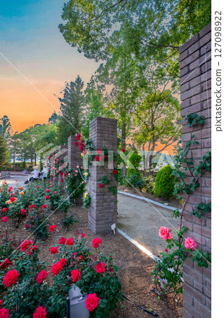 Evening view of the rose garden, Aramaki Rose Park, Itami City, May 13, Japan 127098922