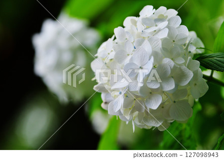 White hydrangea 127098943