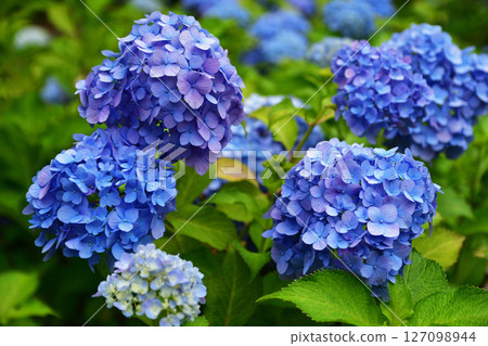 一簇藍色繡球花 127098944