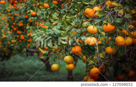 Beautiful garden with oranges, mandarines trees. Beautiful garden with oranges, mandarines trees. 127099052