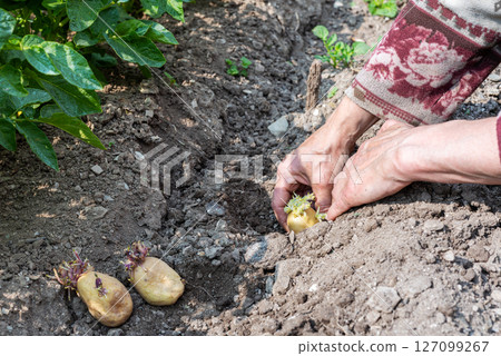 Hand planting potato tubers with sprouts in the ground. Agriculture. Hand planting potato tubers with sprouts in the ground. Agriculture. 127099267