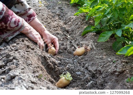 Hand planting potato tubers with sprouts in the ground. Agriculture. Hand planting potato tubers with sprouts in the ground. Agriculture. 127099268